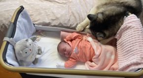 Husky Dog Checks On A Baby And Then Refuses To Leave It’s Side!