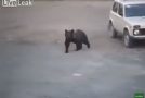 Russian Man Doesn’t Care About The Bear Roaming Around Him At All!