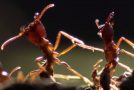 Swarm Of Killer Ants Kill And Dismember A Lone Scorpion!