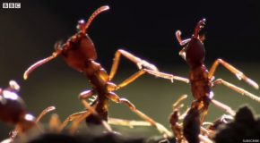 Swarm Of Killer Ants Kill And Dismember A Lone Scorpion!