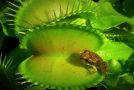 Venus Flytraps Trapping Insects, Frogs And Slugs!