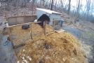 Bear Jumps Into A Pig Enclosure, Pigs Show It Who’s Boss!