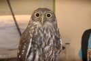 The Calmest Owl Ever!
