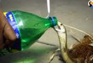 Cobra Getting Rescued Drinks A Sip Of Water From A Bottle Of Sprite!