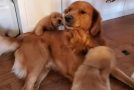 Cute Golden Retriever Dad Tells His Daughter That Playtime Is Over!