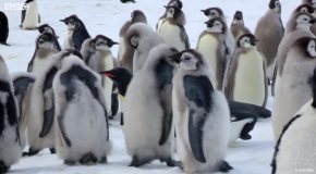Emperor Penguin Chicks Get Saved By An Unlikely Saviour!