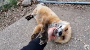 Lovable Foxes Laugh While Getting Cuddled!