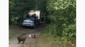 Rescues His Dog From An Attacking Mountain Lion!