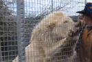 Scary And Funny Moments With Lions, Tigers And Leopards!