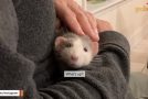 Woman’s Pet Rats Are Just Like Little Puppies!