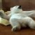 Cute Polar Bear Vaby Waking Up Will Make Your Day Better!
