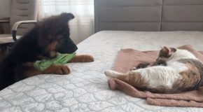 Extremely Cute German Shepherd Puppy Meets Momma Cat With Kittens!