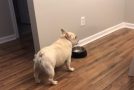 French Bulldog On A Diet Gets Angry For Not Getting Food!