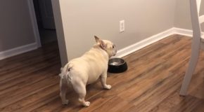 French Bulldog On A Diet Gets Angry For Not Getting Food!