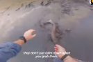 Good Man Rescues Three Beached Sharks!