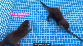 Otters Get Very Excited About Swimming In Their New Pool!