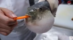 Pufferfish Chomps Through A Carrot!