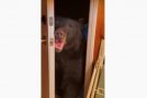 Wild Bear Helps A Woman With Closing Her Door!