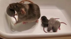 Mommy Rat Brings Her Babies To Humans To Babysit!