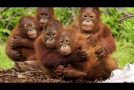 Orangutans Get Taught To Fear Snakes!