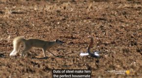 A Mongoose Goes Up Against A Deadly Cobra!