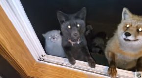 A Whole Bunch Of Foxes Visit A Woman’s Window!