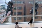 Cats And A Toddler Get Amused By Window Washers!