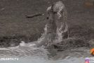 Crocodile Drags A Cheetah Underwater!