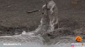 Crocodile Drags A Cheetah Underwater!