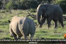 Elephant Absolutely Intimidates A Rhino!