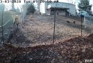 Fox Gets Chased Away From The Chicken Coop By German Shepherds!