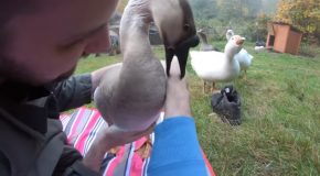 Funny Pet Goose Hugs Owner, But Bites Everyone Else!