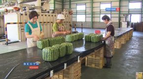 Looking At The Insides Of A Crazy Square Watermelon From Japan!