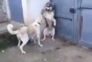 Mother Dog Scolds Father Dog For Scolding Puppies Unnecessarily!