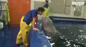 The Whale Named Tina Who Fell In Love With Her Male Zookeeper!