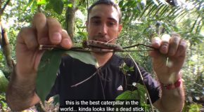 Truly The Best Looking Caterpillar Found By Man!