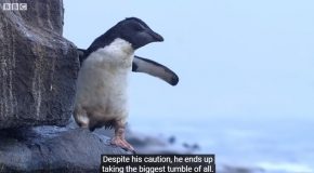 Young Penguin Narrowly Escapes Falling Off A Cliff And Swims For The First Time!