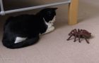 Cat’s Reaction To A Giant RC Tarantula!