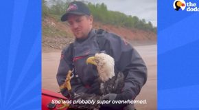 Good Man Saves A Drowning Bald Eagle From A River!