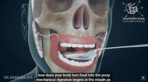 How The Human Digestion System Works!