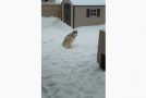 Husky Argues About Not Coming Back Inside From The Snow!