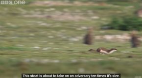 Stoat Hunts Down And Kills A Rabbit Ten Times Its Size!