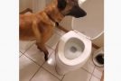 Well-Mannered Dog Pees In The Toilet!