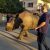 Wild Rhinoceros Roams Around On City Streets!