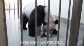 Adorable Baby Panda’s First Time Meeting Its Mother!