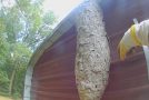 Destroying A Giant 5 Foot Long Hornet Nest!