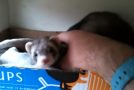 Ferret Mom Shows Off Her Babies To Her Human!