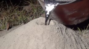 Fire Ant Colony Gets Cast With Molten Aluminium!