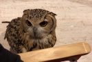Lovable Great Horned Owl Absolutely Adores His Owner!