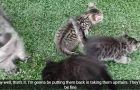 Tigers Meet Little Kittens For The First Time!